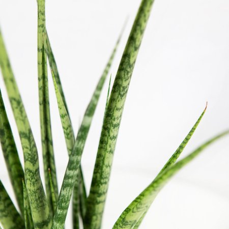 Сансевиерия Sansevieria Digitorum 70/15