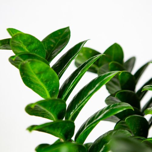 Замиокулькас Зензи Zamioculcas Zenzi 60+/21 (Н)