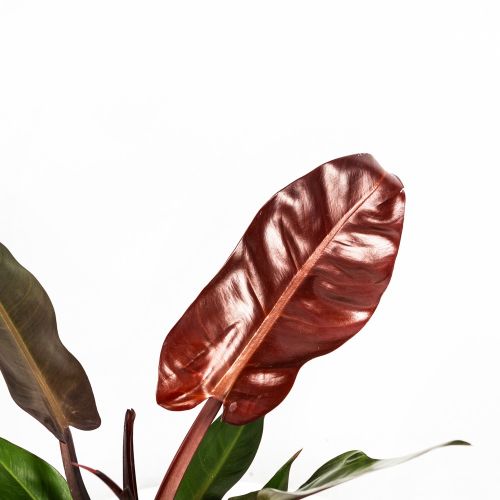 Филодендрон Philodendron Sun Red 50/17 (Н)
