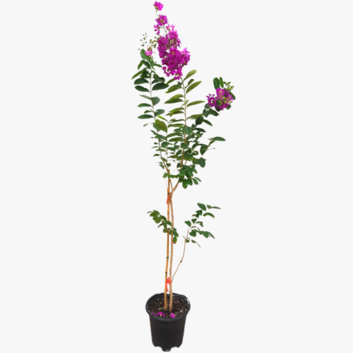 Лагерстремия индийская Black Solitaire Shell Pink с10 Lagerstroemia indica