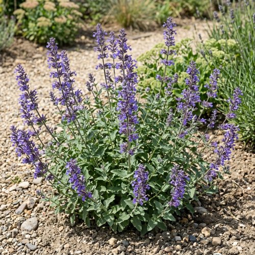 Котовник (Непета) Pursian Blue с2