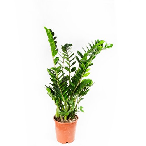 Замиокулькас замиелистный Zamioculcas zamiifolia 100/24