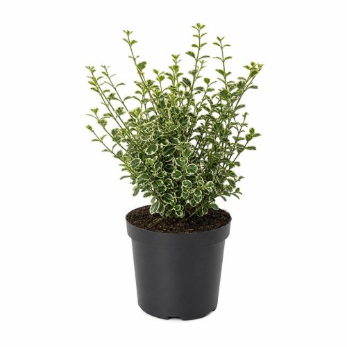 Бересклет японский Microphyllus Albovar с3