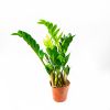 Замиокулькас Zamioculcas 8+ 50/14 (Н)