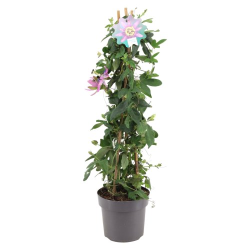 Пассифлора Passiflora Amethyst Pyramid 70/17 (Н)