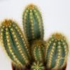 Кактус микс Cactus mix 10/7 (Н)