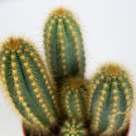 Кактус микс Cactus mix 10/7 (Н)