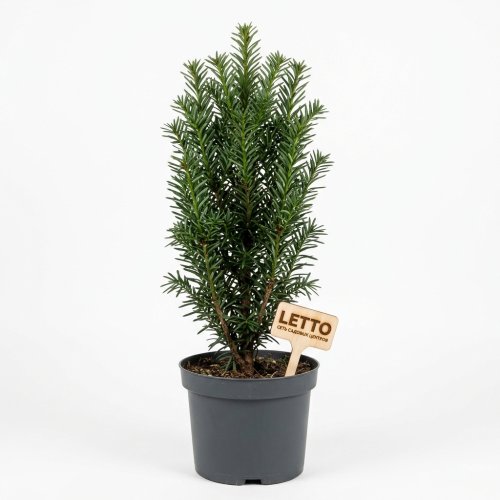 Тис средний Taxus media Hicksii 65/23 (Н)