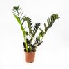 Замиокулькас Равен Zamioculcas Raven 55/14 (Н)