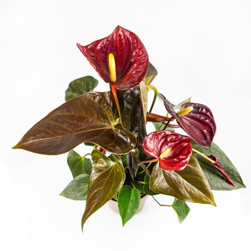 Антуриум Андре Anthurium Andreanum Delicata Just Perfection 50/14 (Н)
