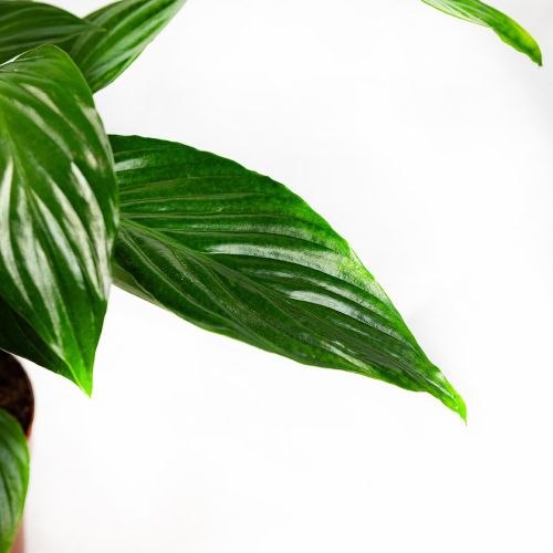 Спатифиллум Spathiphyllum Sweet Ricardo 60/13 (Н)