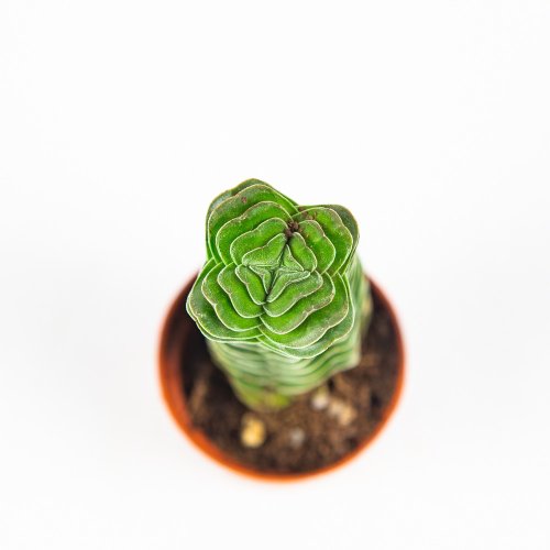 Крассула (толстянка) Буддас Темпл Crassula Buddha's Temple 12/6 (Н)