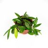 Хойя Hoya Carnosa Gracilis 20/12 (Н)