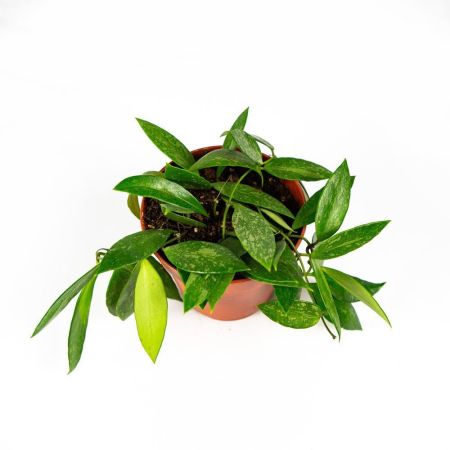 Хойя Hoya Carnosa Gracilis 20/12 (Н)