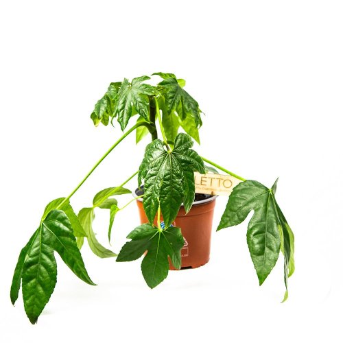 Фатсия японская Fatsia japonica 60/17