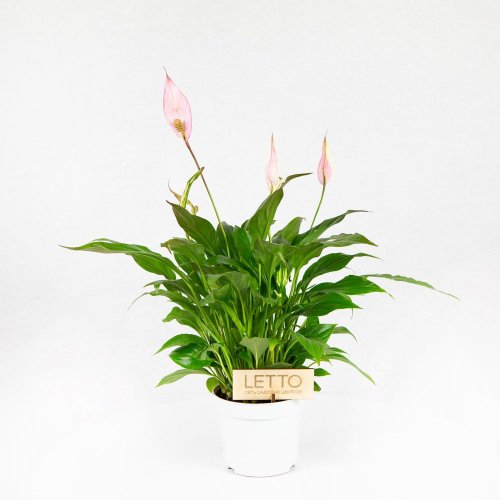 Спатифиллум Беллини Spathiphyllum Bellini 45/13