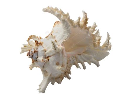 грот для аквариума морская раковина, ракушка 15*13*10см