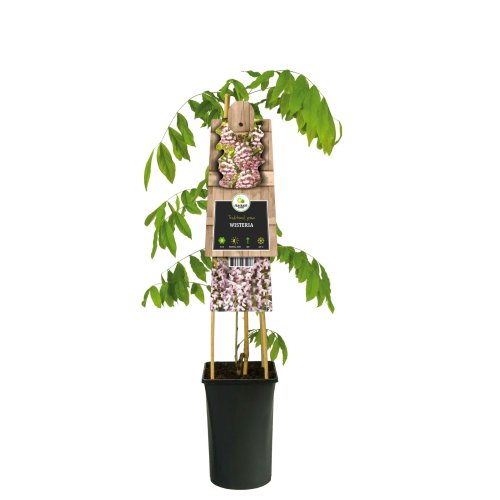 Глициния короткокистистая SHOWA-BENI 1/2 ШТАМБ с18 Wisteria brachybotrys MEZZO FUSTO