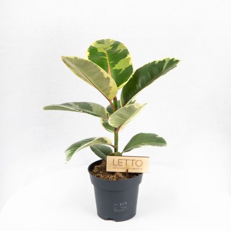 Фикус каучуконосный Тинеке Ficus elastica Tineke 80/21