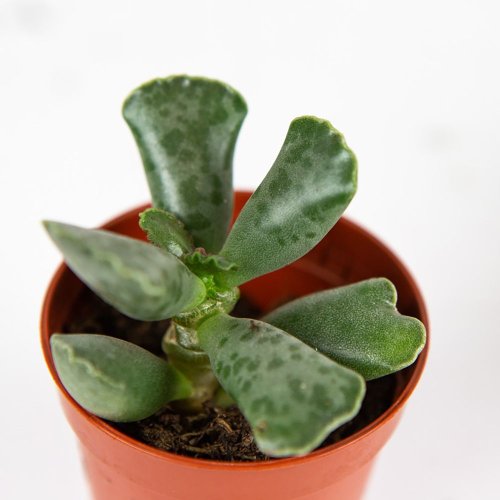 Литопс микс Lithops mix 7/5,5