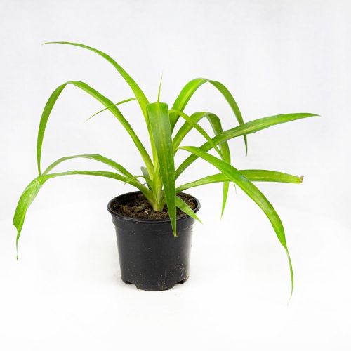Хлорофитум микс Chlorophytum mix р11