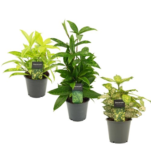 Драцена Суркулоза Dracaena Surculosa Mix 35/12 (Н)