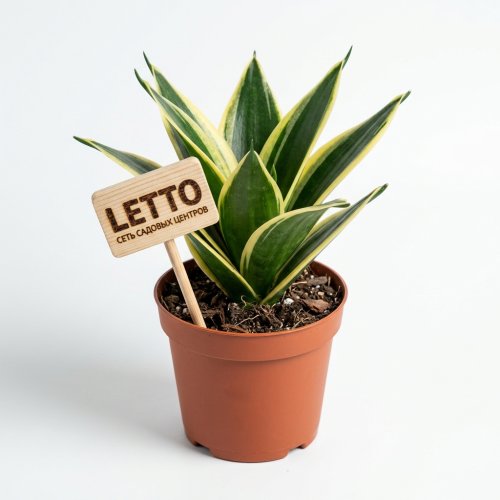 Сансевиерия Стар Канари  Sansevieria Star Canary 18/12 (Н)
