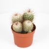 Кактус шар микс Cactus boll mix 15/12 (Н)