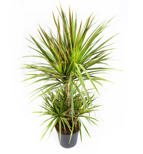 Драцена Биколор карусель Dracaena Bicolor 45-carrousel 100/21 (Н)