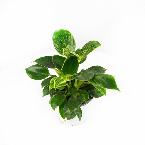 Филодендрон микс Philodendron mix р12