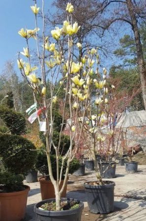 Магнолия Еллоу Берд 100/+ Magnolia Yellow Bird 7,5л (Н)