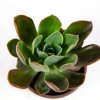 Эхеверия микс Echeveria mix р10,5