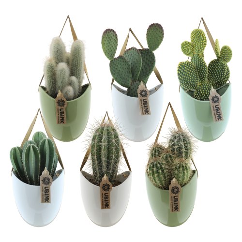 Кактус в подвесном горшке Cactus In Hangpot Met Displaydoosje 38/12 (Н)