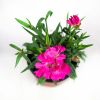 Рассада Гвоздика Sunflor р11
