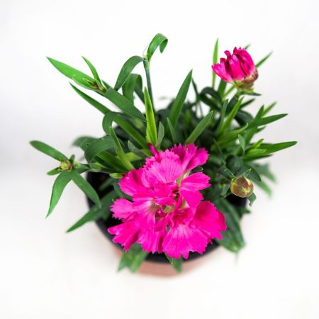 Рассада Гвоздика Sunflor р11