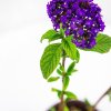 Гелиотроп Heliotropium  р12
