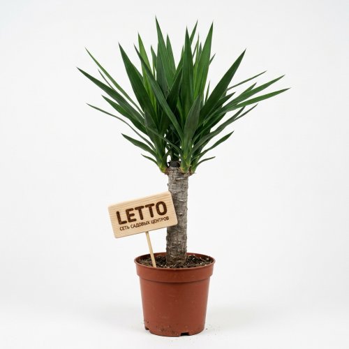 Юкка зеленая Yucca с20