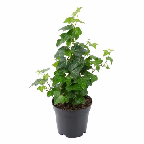 Плющ обыкновенный Hedera helix с2