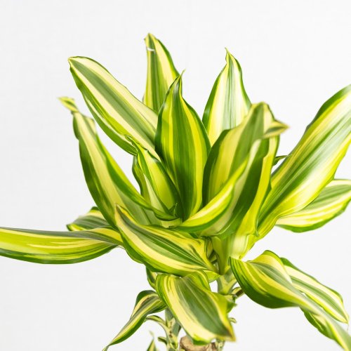 Драцена Голден кинг Dracaena Gold King 75/17 (Н)