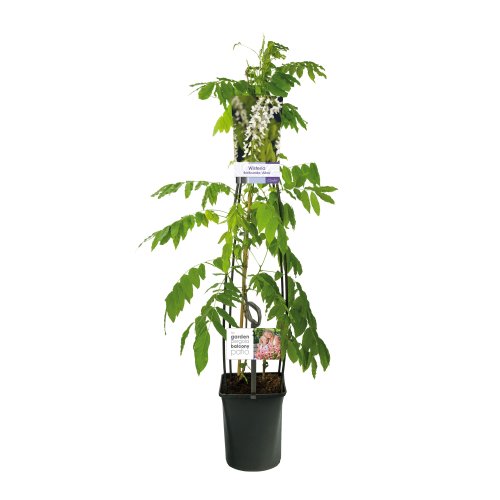 Глициния микс Wisteria 70/15 (Н)