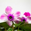 Цикламен микс Cyclamen mix р13