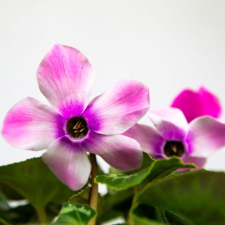 Цикламен микс Cyclamen mix р13