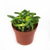 Суккулент Faucaria Tigrina 15/8 (Н)