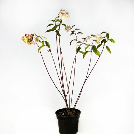 Гортензия метельчатая Ванилла Фрайз Hydrangea paniculata Vanille Fraise 2л/3л (ГМ)