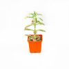 Каланхоэ микс Kalanchoe mix d.7
