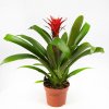 Гузмания Хоуп Guzmania Hope 40/12