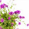 Арабис Spring Charm р17
