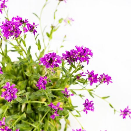 Арабис Spring Charm р17