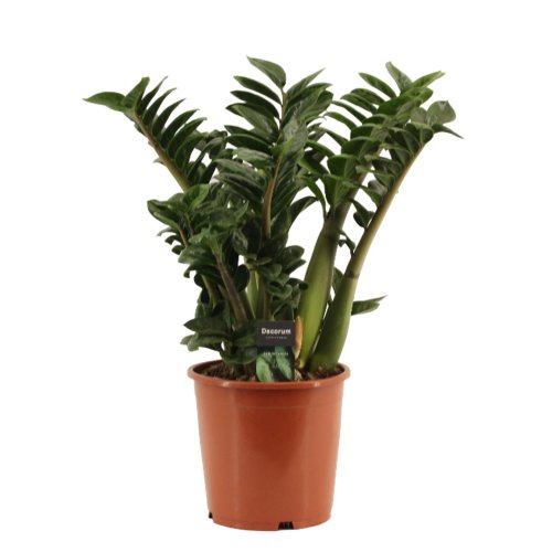 Замиокулькас Зензи Zamioculcas Zenzi 60+/21 (Н)