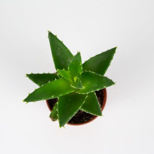 Алоэ, Хавортия микс Aloe, Haworthia mix 12/8